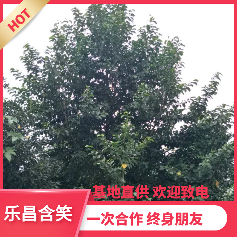 【热销】乐昌含笑绿化苗木基地直供欢迎致电诚信代办