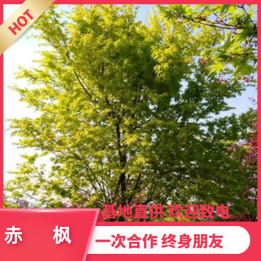 【热销】赤枫枫树绿化苗木基地直供欢迎致电诚信代办