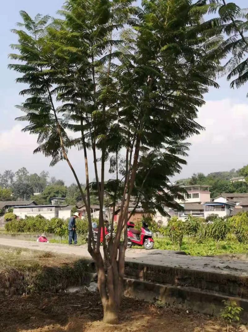 攀枝花常年供应12至30精品蓝花楹