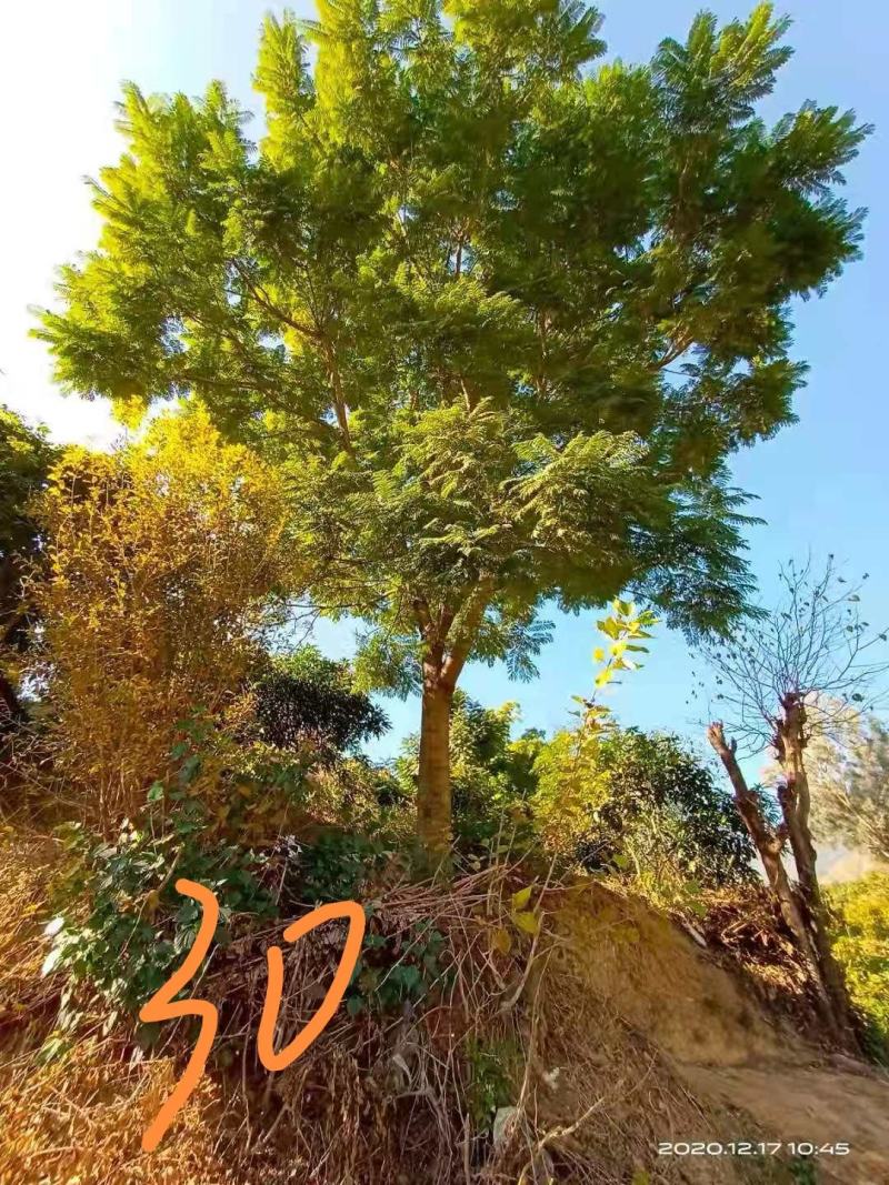 攀枝花常年供应12至30精品蓝花楹