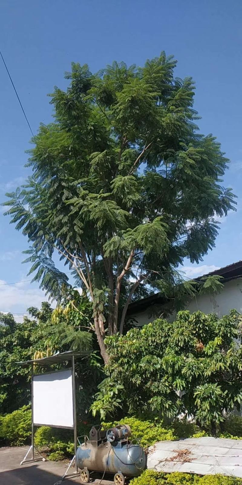 攀枝花常年供应12至30精品蓝花楹