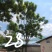 攀枝花常年供应12至30精品蓝花楹