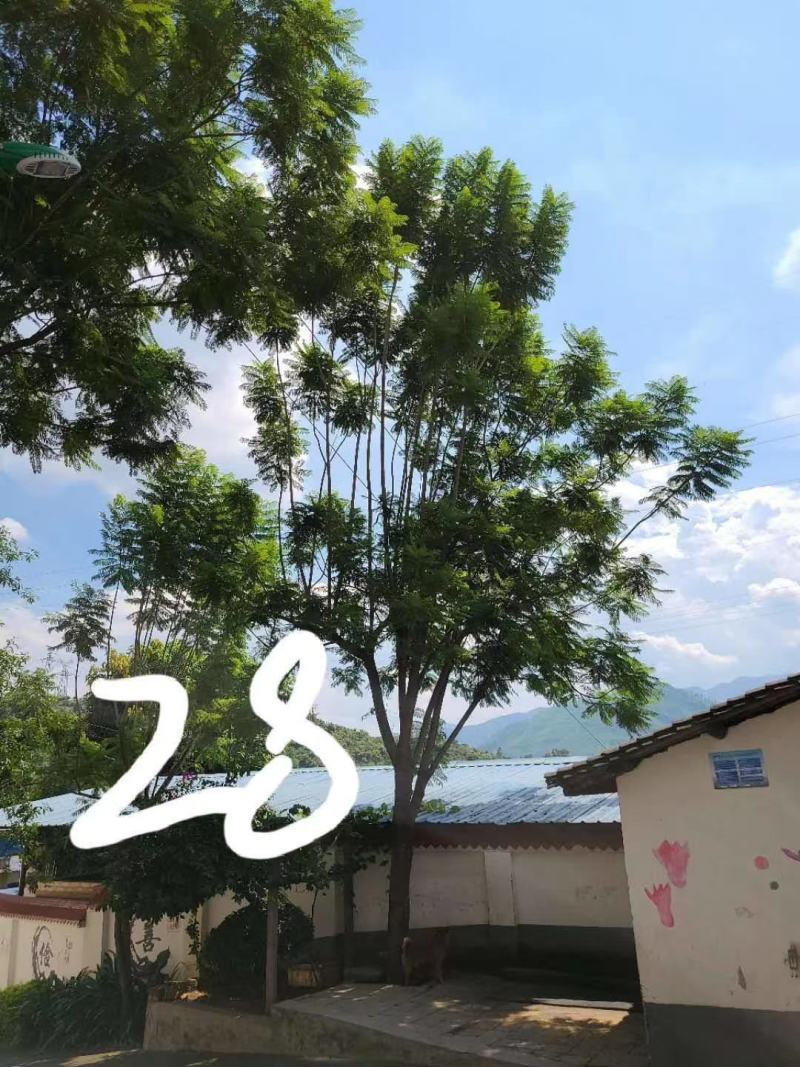 攀枝花常年供应12至30精品蓝花楹