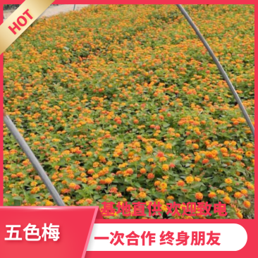 【热销】五彩梅绿化基地直供欢迎致电诚信代办