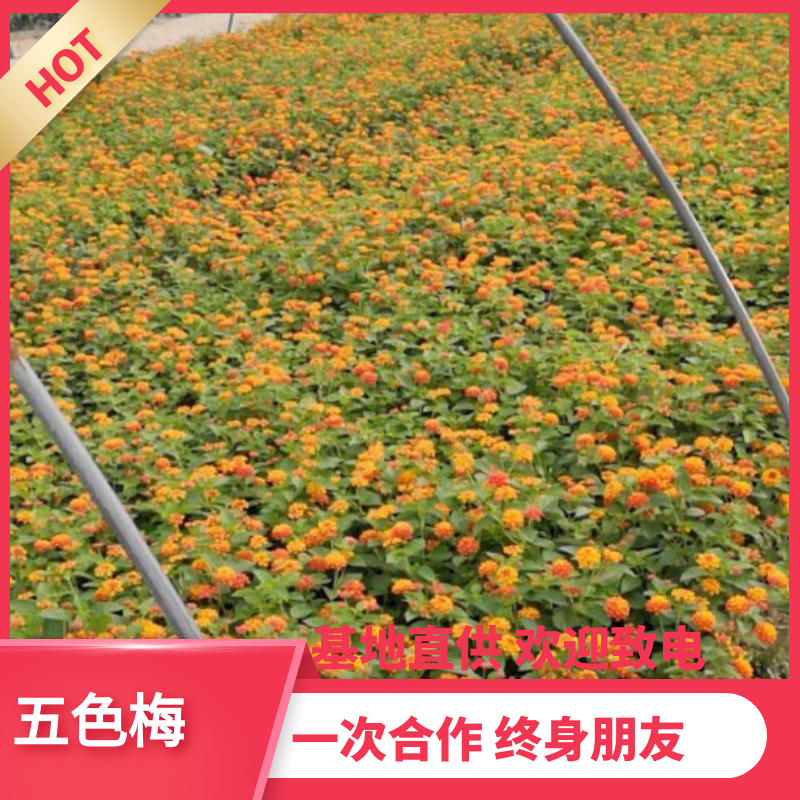 【热销】五彩梅绿化基地直供欢迎致电诚信代办