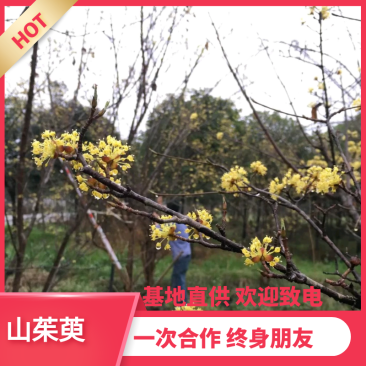 【热销】山茱萸绿化苗木基地直供欢迎致电诚信代办