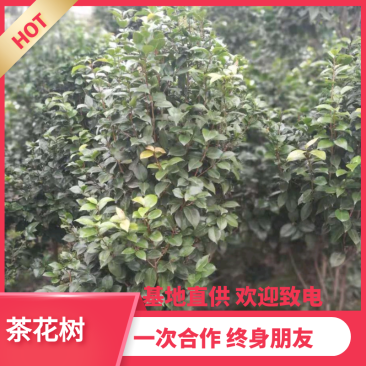 【热销】茶花树绿化花卉基地直供欢迎致电诚信代办