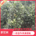 【热销】茶花树绿化花卉基地直供欢迎致电诚信代办