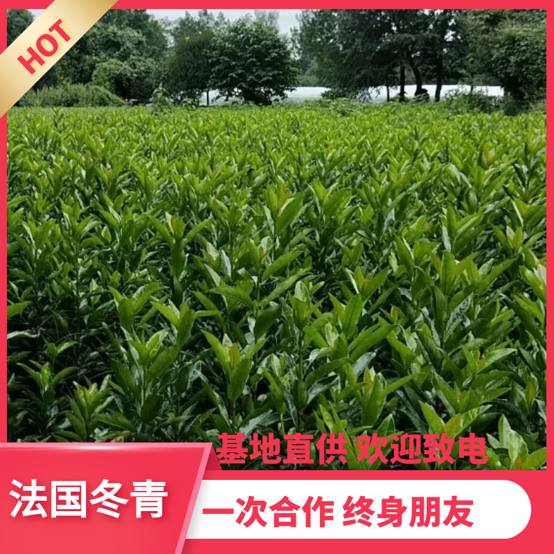 【热销】法国冬青绿化苗木基地直供欢迎致电诚信代办