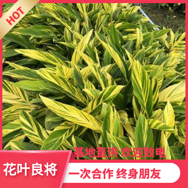 【热销】花叶良将花叶芦竹基地直供欢迎致电诚信代办