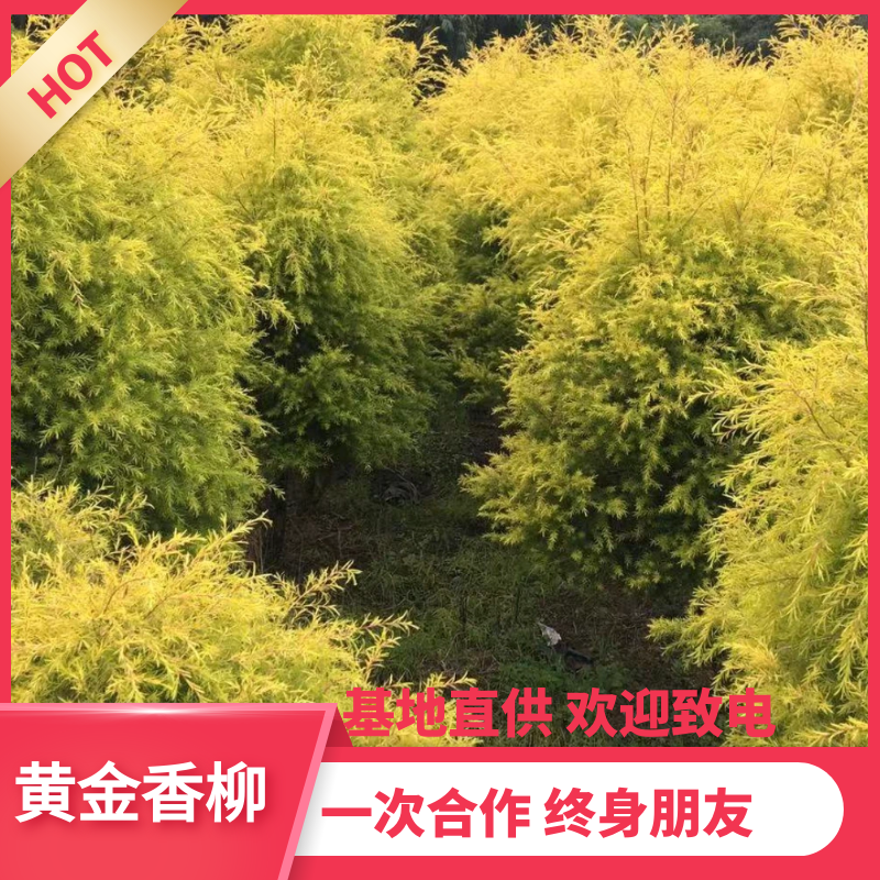 【热销】千层金黄金香柳绿化苗木基地直供欢迎致电诚信