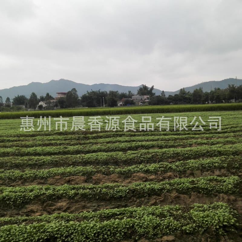 广东惠州特产梅菜梅干菜农家腌制梅菜扣肉梅菜干甜梅菜