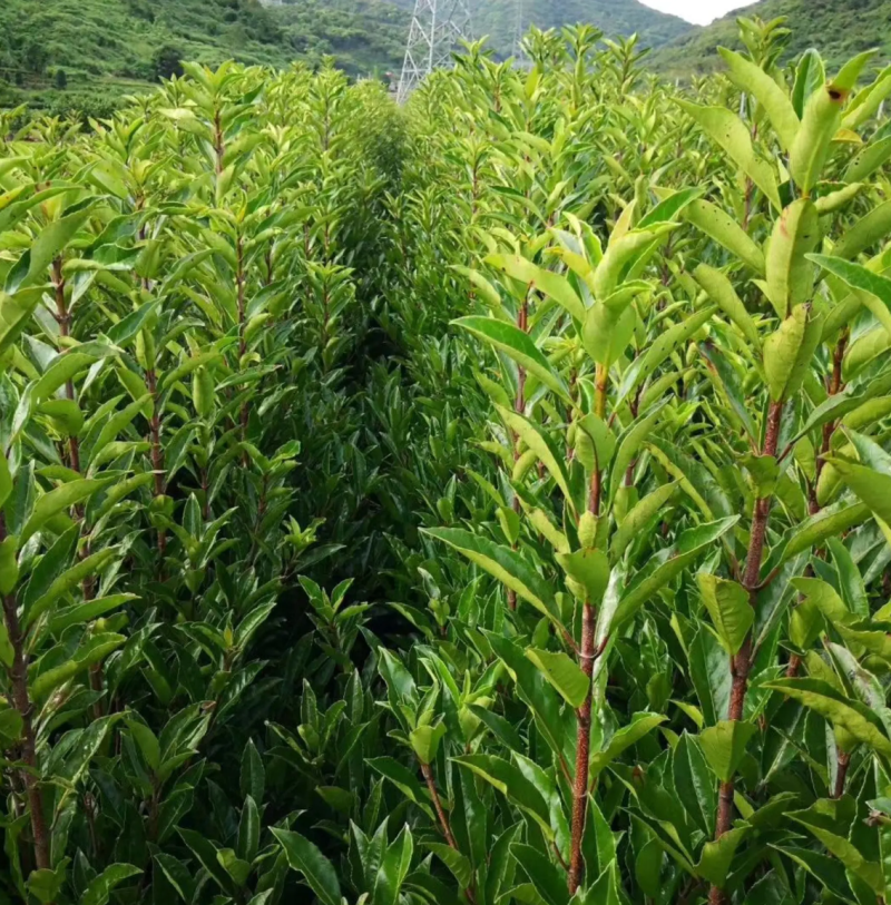 【热销】法国冬青绿化苗木基地直供欢迎致电诚信代办