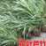 【热销】花叶良将花叶芦竹基地直供欢迎致电诚信代办