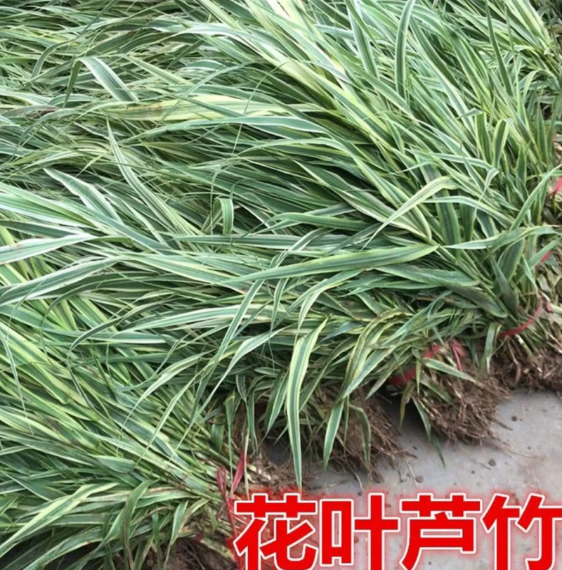 【热销】花叶良将花叶芦竹基地直供欢迎致电诚信代办