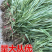 【热销】花叶良将花叶芦竹基地直供欢迎致电诚信代办
