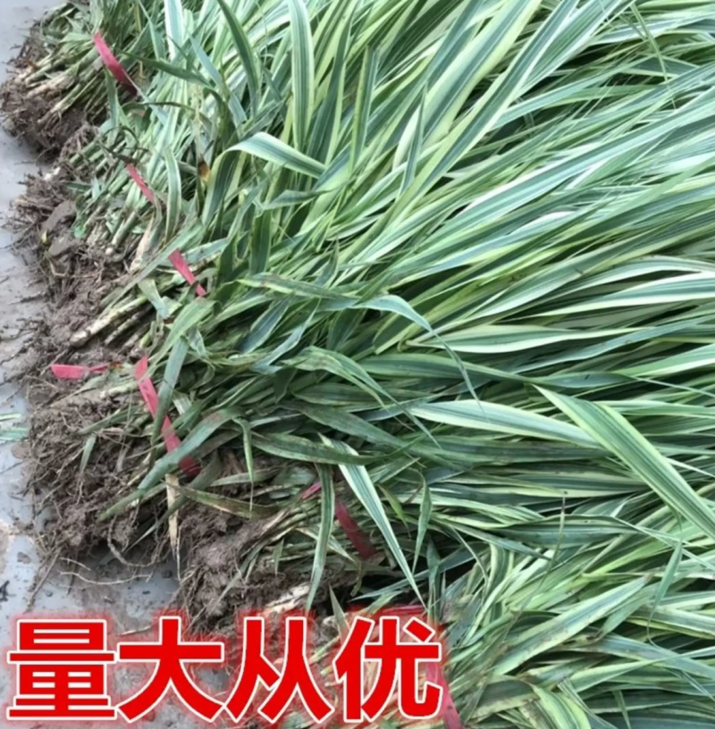【热销】花叶良将花叶芦竹基地直供欢迎致电诚信代办