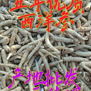 精选优质五年无硫西洋参棒大量批发一手货源欢迎选购