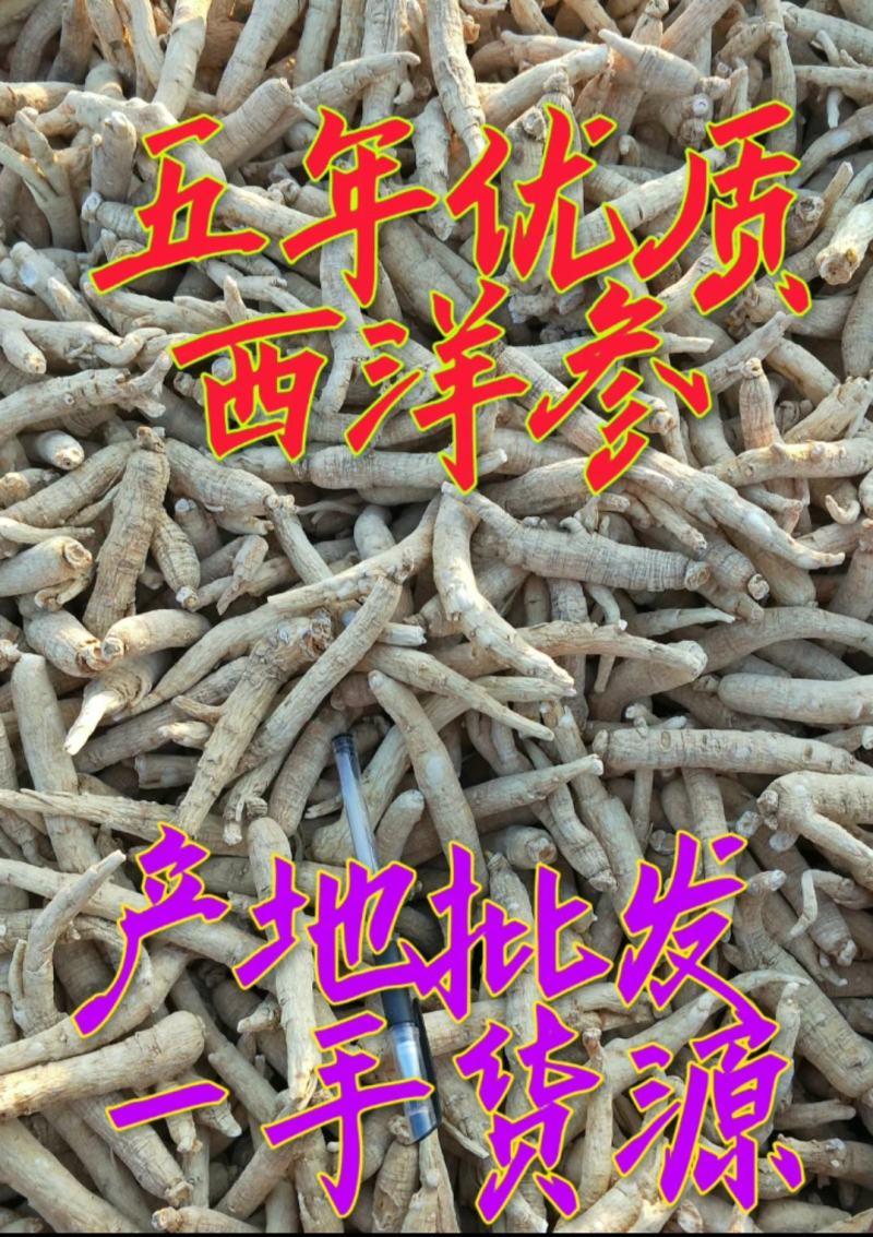 精选优质五年无硫西洋参棒大量批发一手货源欢迎选购