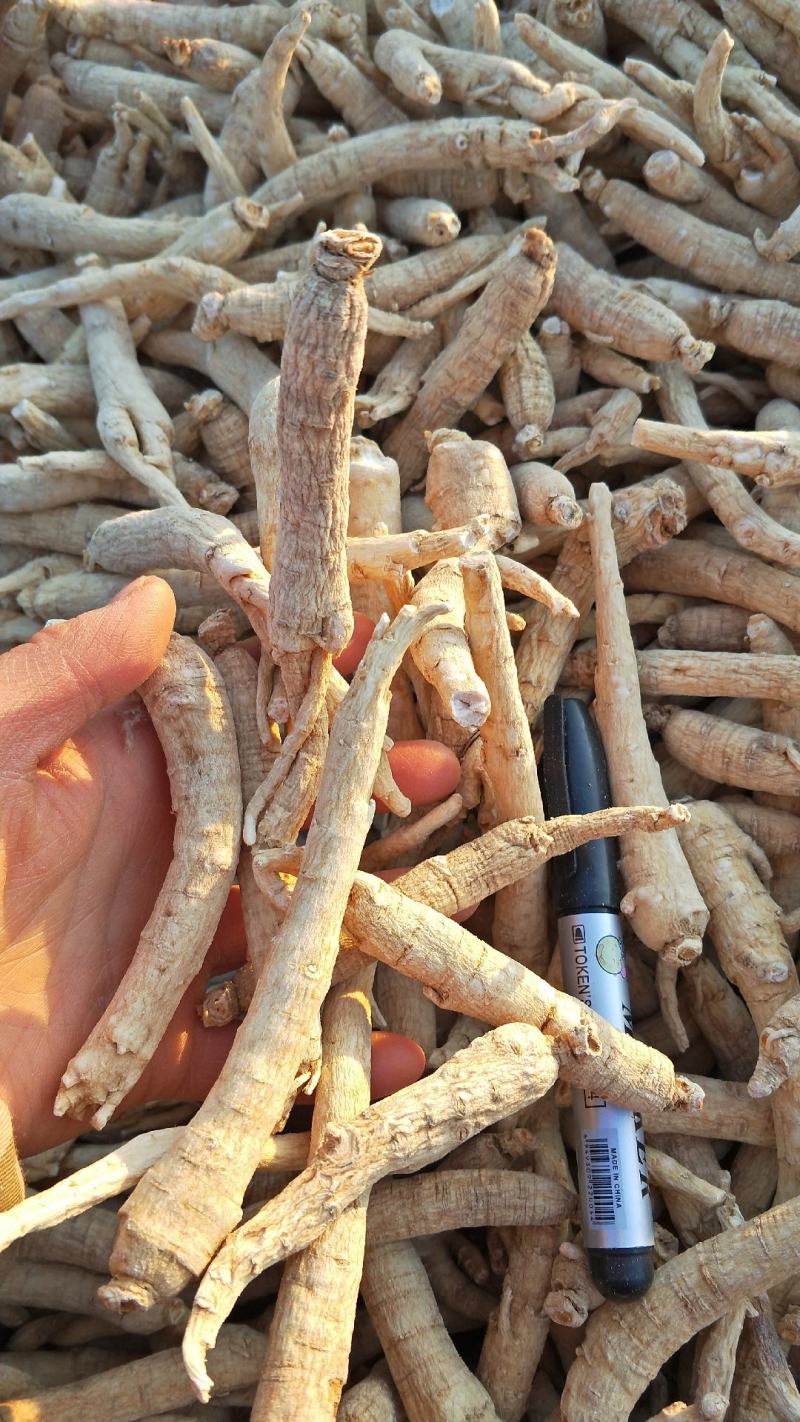精选优质五年无硫西洋参棒大量批发一手货源欢迎选购