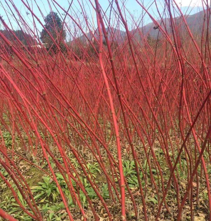 【热销】赤枫枫树绿化苗木基地直供欢迎致电诚信代办