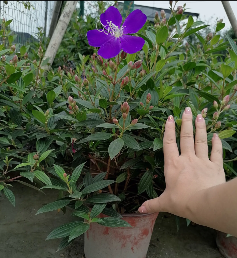 【热销】巴西紫牡丹花卉绿化基地直供欢迎致电诚信代办