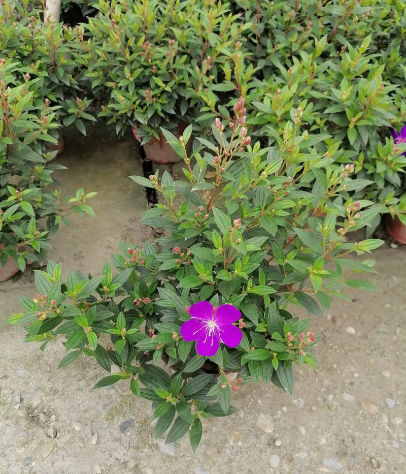 【热销】巴西紫牡丹花卉绿化基地直供欢迎致电诚信代办