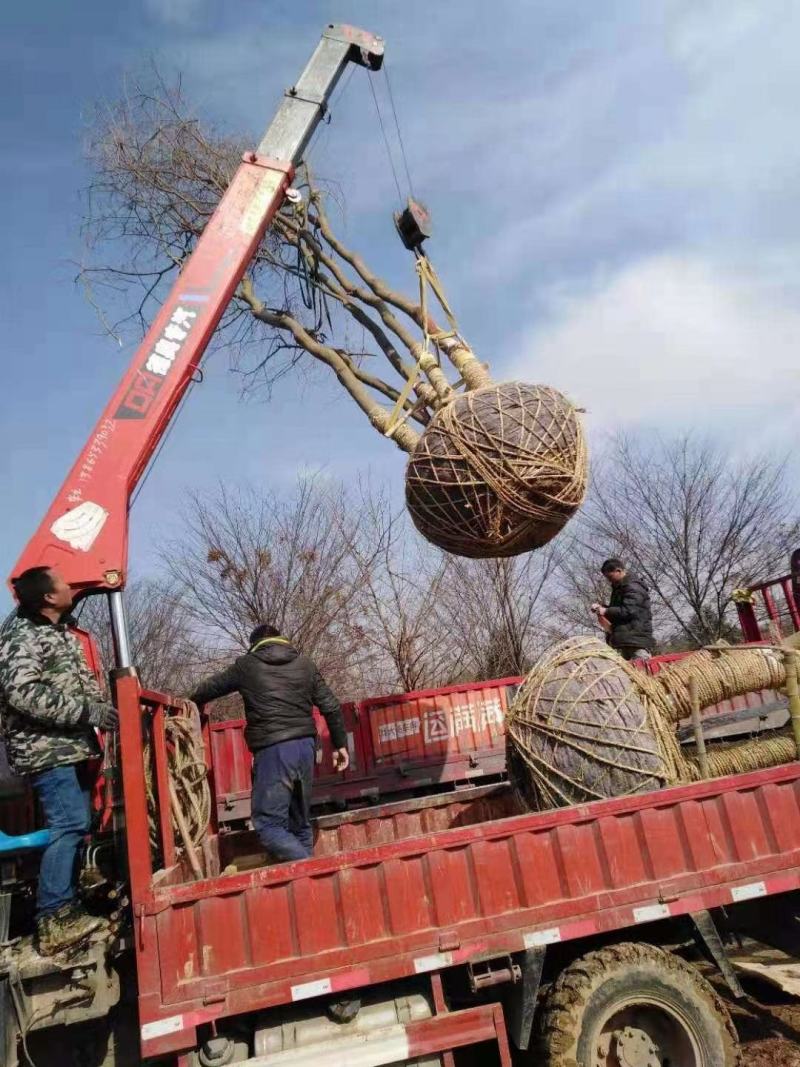 【精品乌桕】2—30公分，沭阳基地直发，提供技术指导