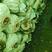 贵州黔西南基地自产平菇，品质好，量大从优，平菇，鲜平菇