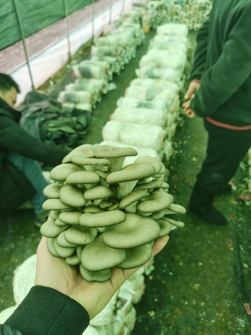贵州黔西南基地自产平菇，品质好，量大从优，平菇，鲜平菇