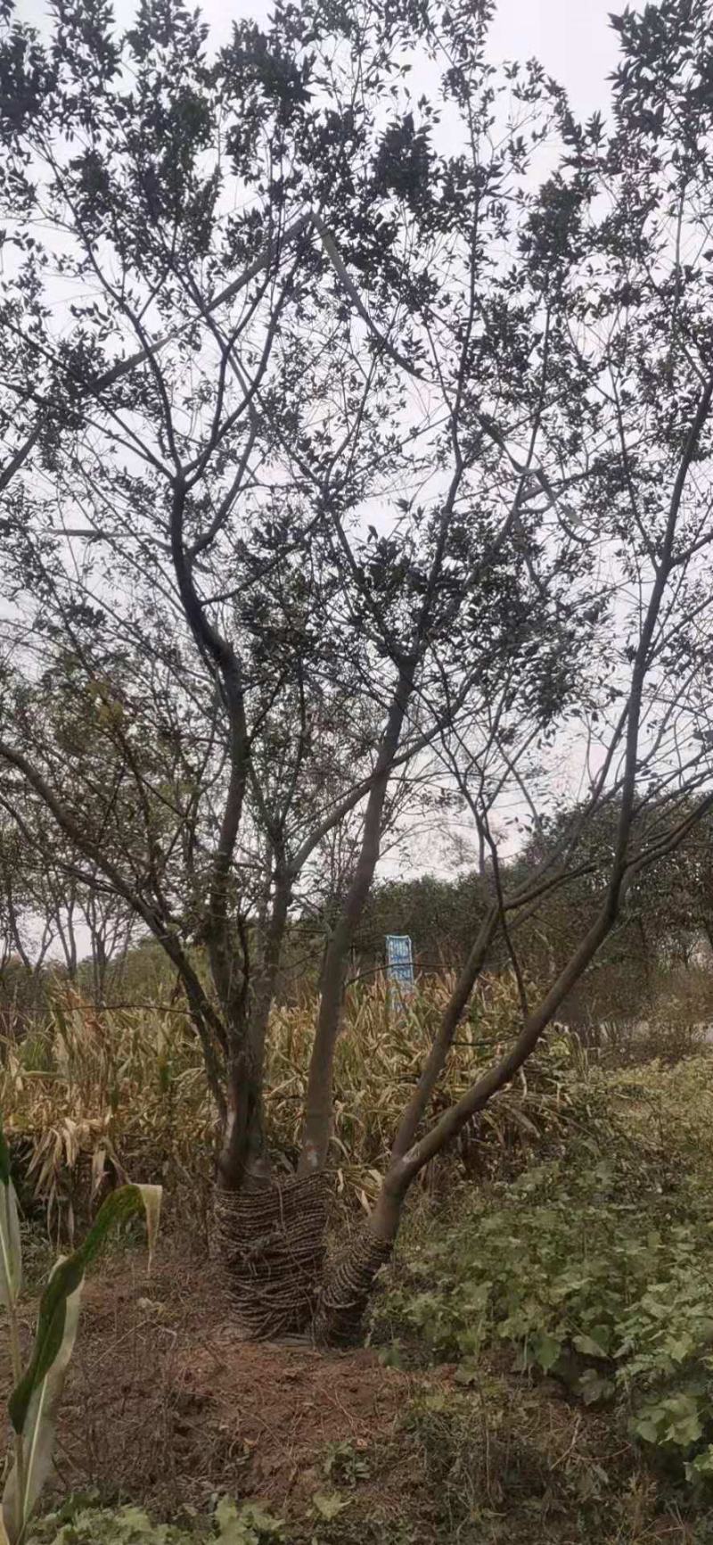 朴树精品朴树8—30公分，沭阳基地直发