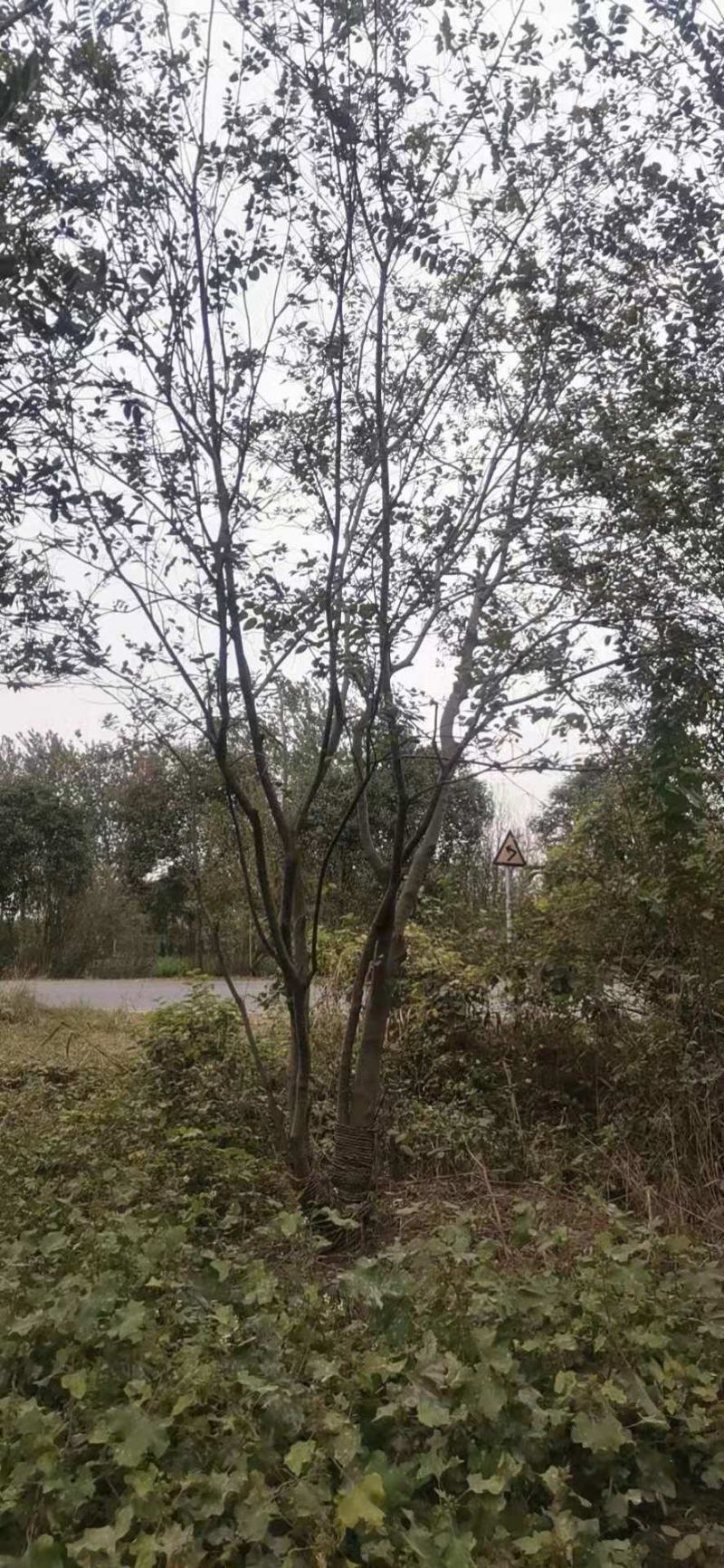 朴树精品朴树8—30公分，沭阳基地直发