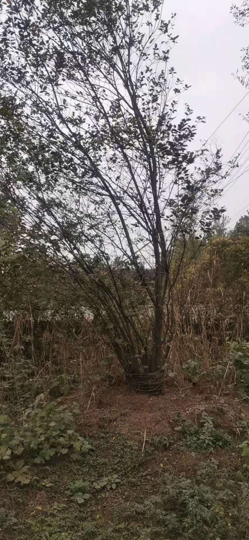 朴树精品朴树8—30公分，沭阳基地直发