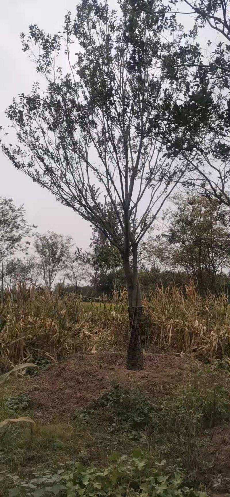 朴树精品朴树8—30公分，沭阳基地直发
