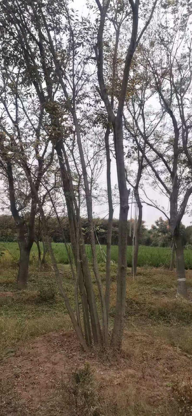 朴树精品朴树8—30公分，沭阳基地直发