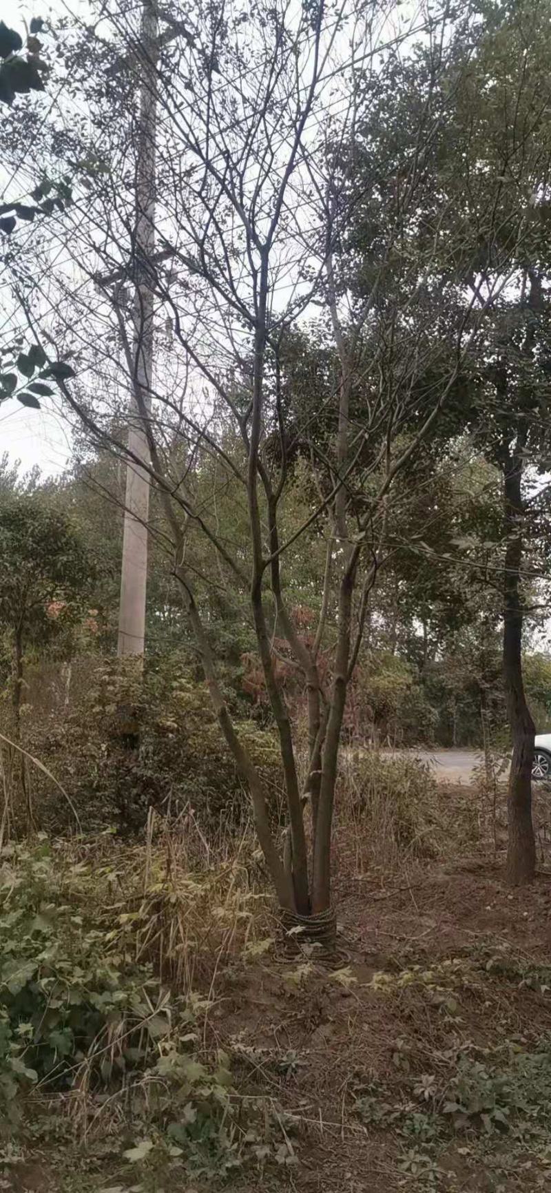 朴树精品朴树8—30公分，沭阳基地直发
