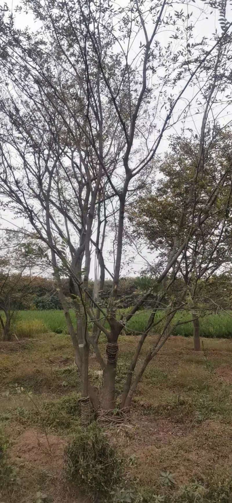 朴树精品朴树8—30公分，沭阳基地直发