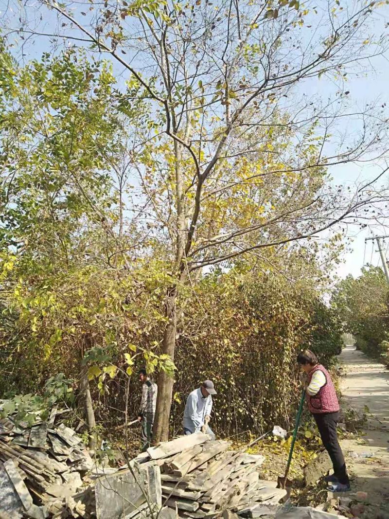 朴树精品朴树8—30公分，沭阳基地直发