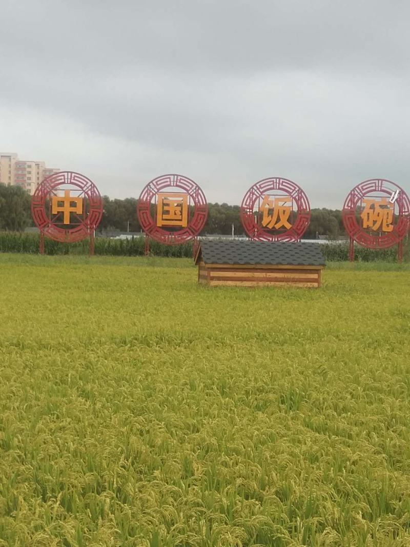 吉林九台稻作区水稻。小粒香，圆粒香，长粒香。稻花香供应商
