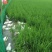 吉林九台稻作区水稻。小粒香，圆粒香，长粒香。稻花香供应商