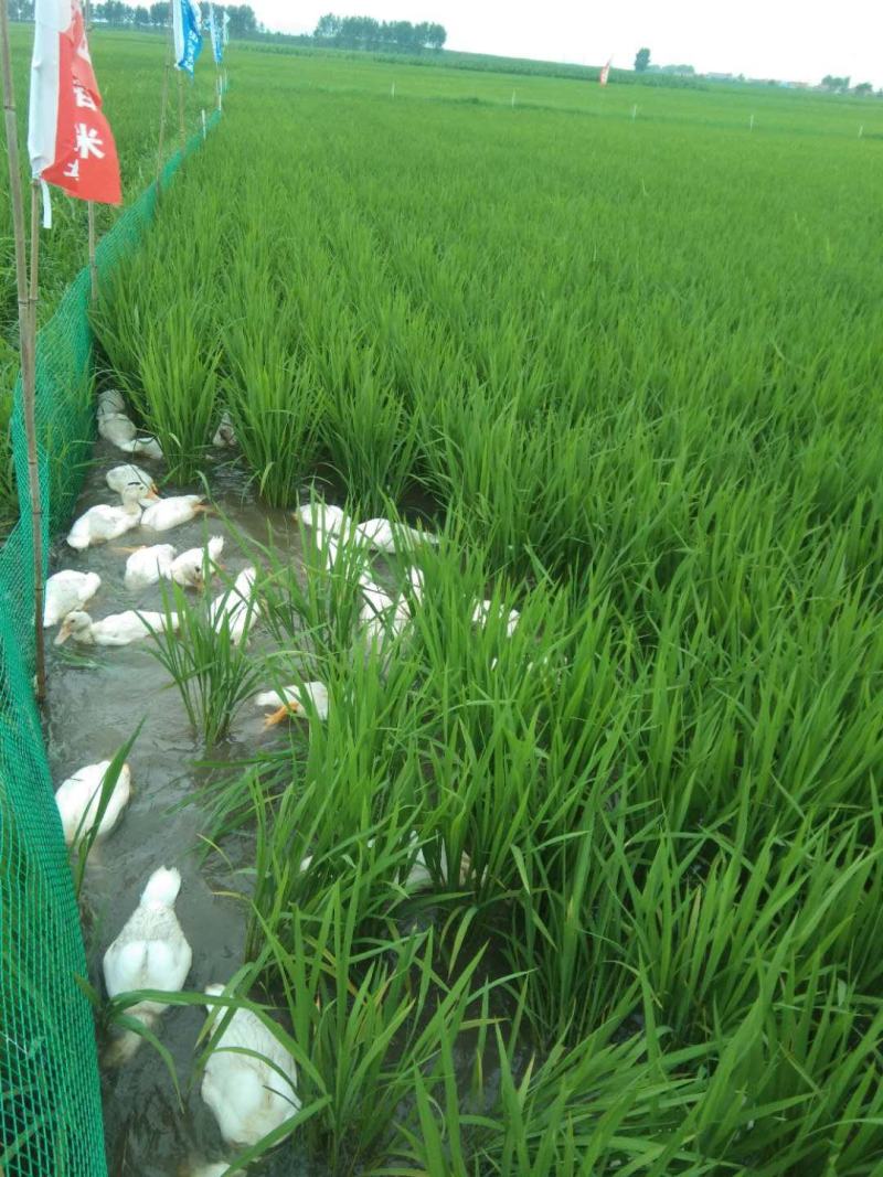 吉林九台稻作区水稻。小粒香，圆粒香，长粒香。稻花香供应商