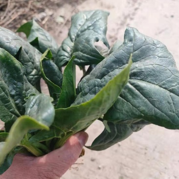 大叶菠菜，大量供应，菠菜，菠菜，市场货，10吨起批