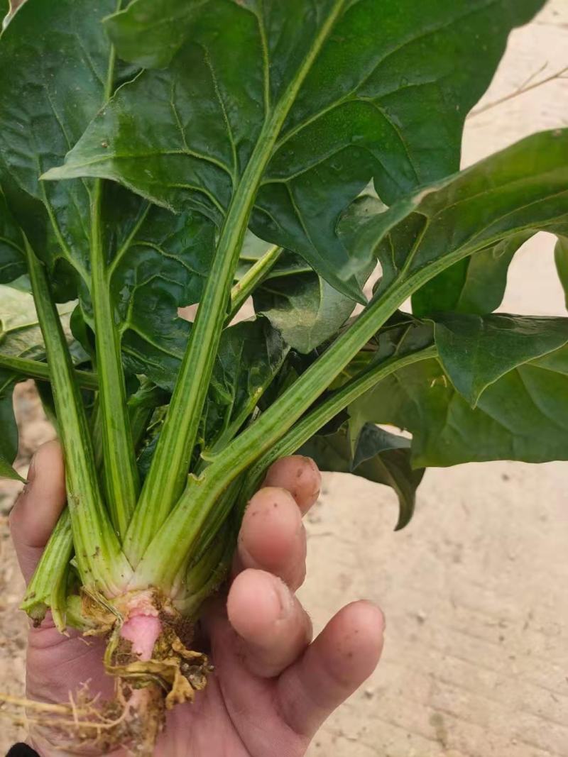 大叶菠菜，大量供应，菠菜，菠菜，市场货，10吨起批