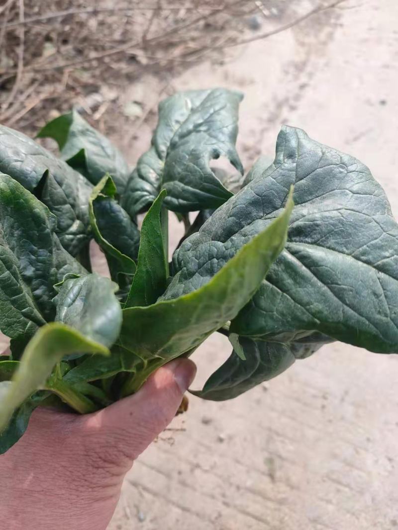 大叶菠菜，大量供应，菠菜，菠菜，市场货，10吨起批