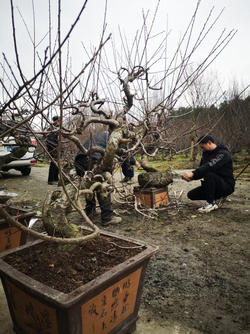 造型红梅大量供应规格14-20公分