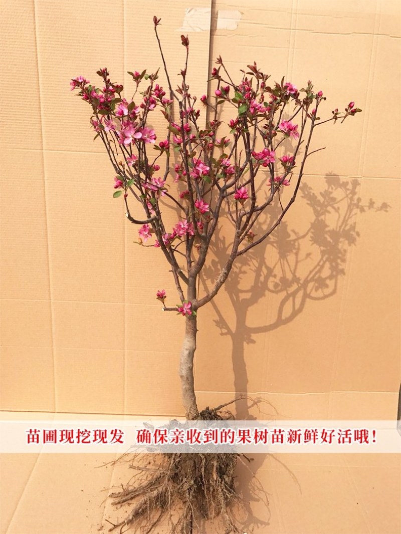 北美海棠适合南方北方种植可用盆景地栽均可