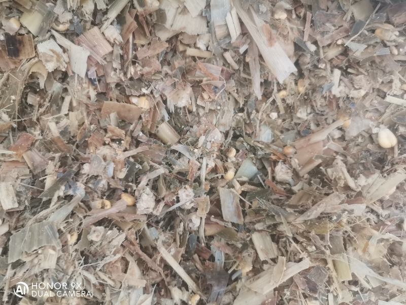全株青贮玉米饲料籽粒破碎含量高