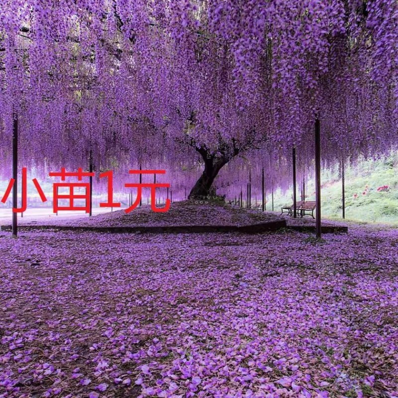 紫藤大小规格齐全成活率高放心种庭院栽上几棵美极了