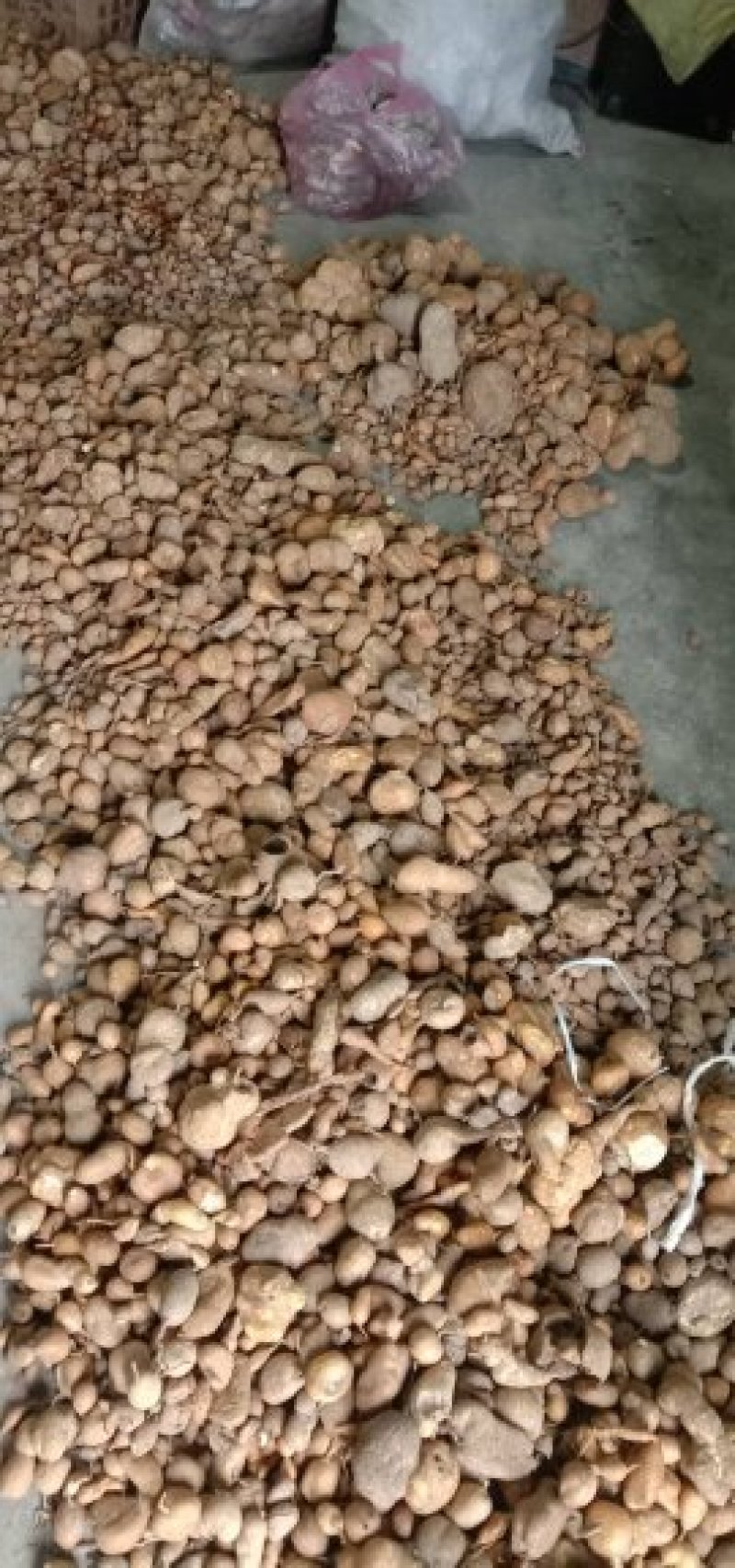 野生地苦胆一斤起包邮发货长期批发销售有需要的联系