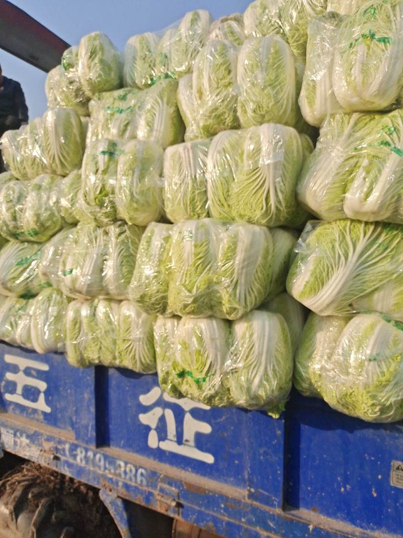 青杂三号大白菜，矮棵黄心产地直供需要的联系